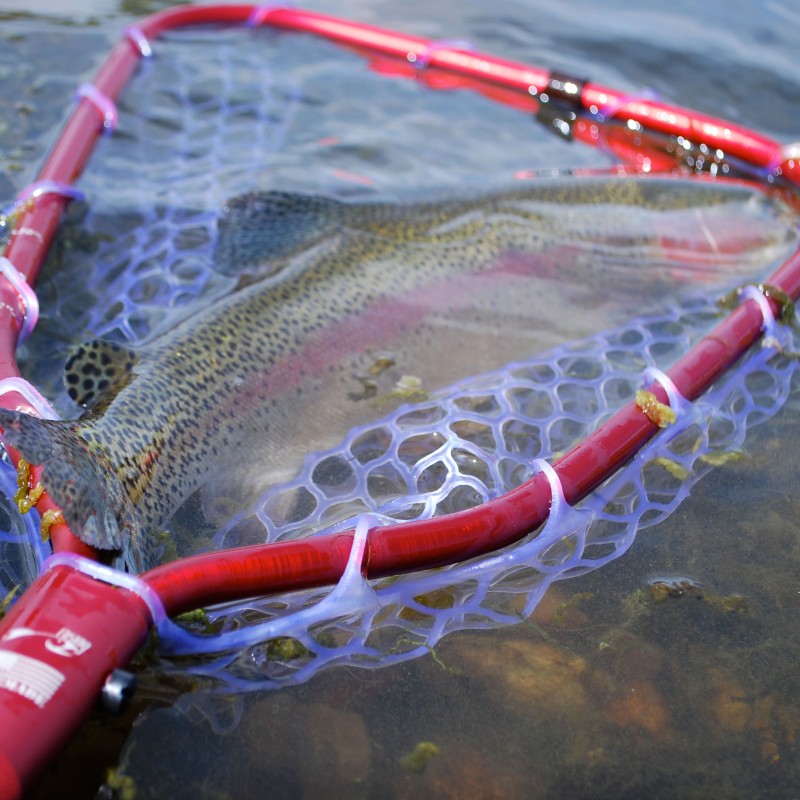 Details about   Rising 10in Handle Brookie Net